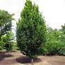 carpinus x skylark.jpg
