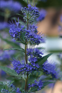 caryopteris-dark-knight.jpg