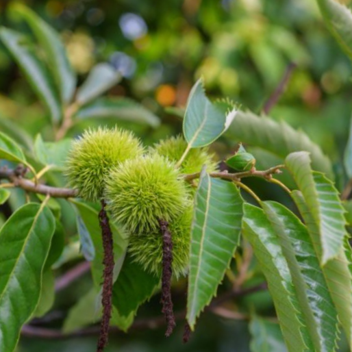 castanea chinese chesnut.png
