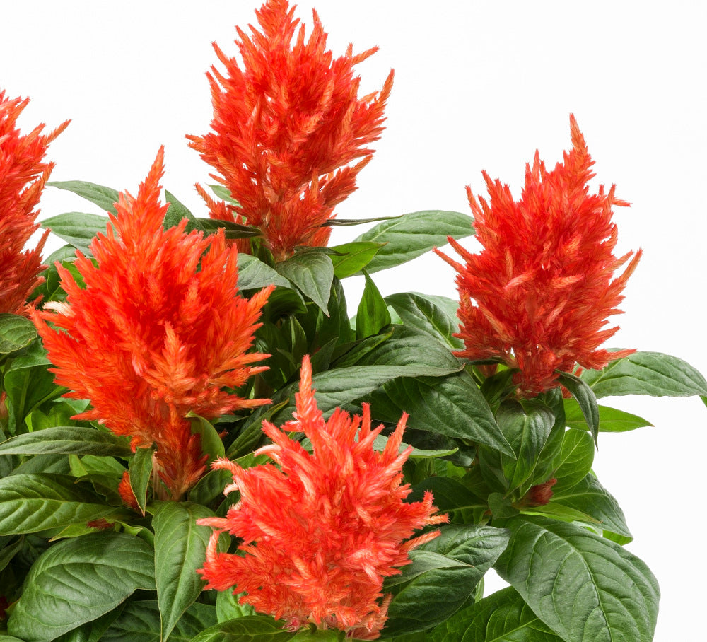 celosia_kelos_orange_small.jpg