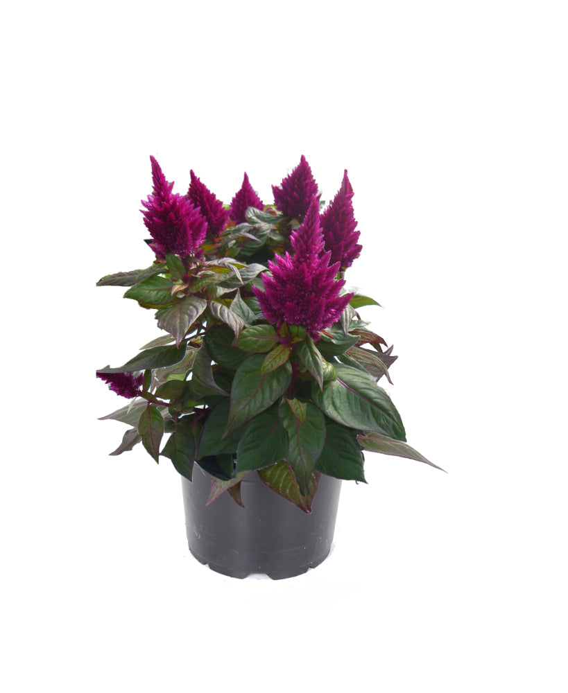 celosia_kelos_purple_small.jpg