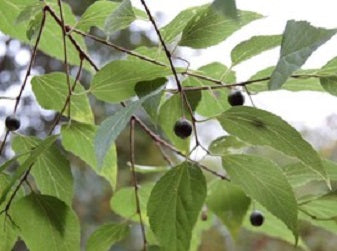 celtis_occidentalis[2].jpg