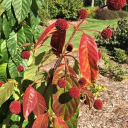 cephalanthus_blood_moon_.jpg