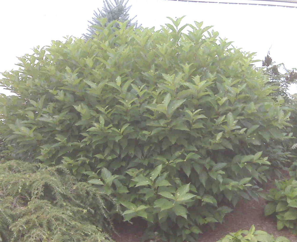 cephalanthus land.jpg
