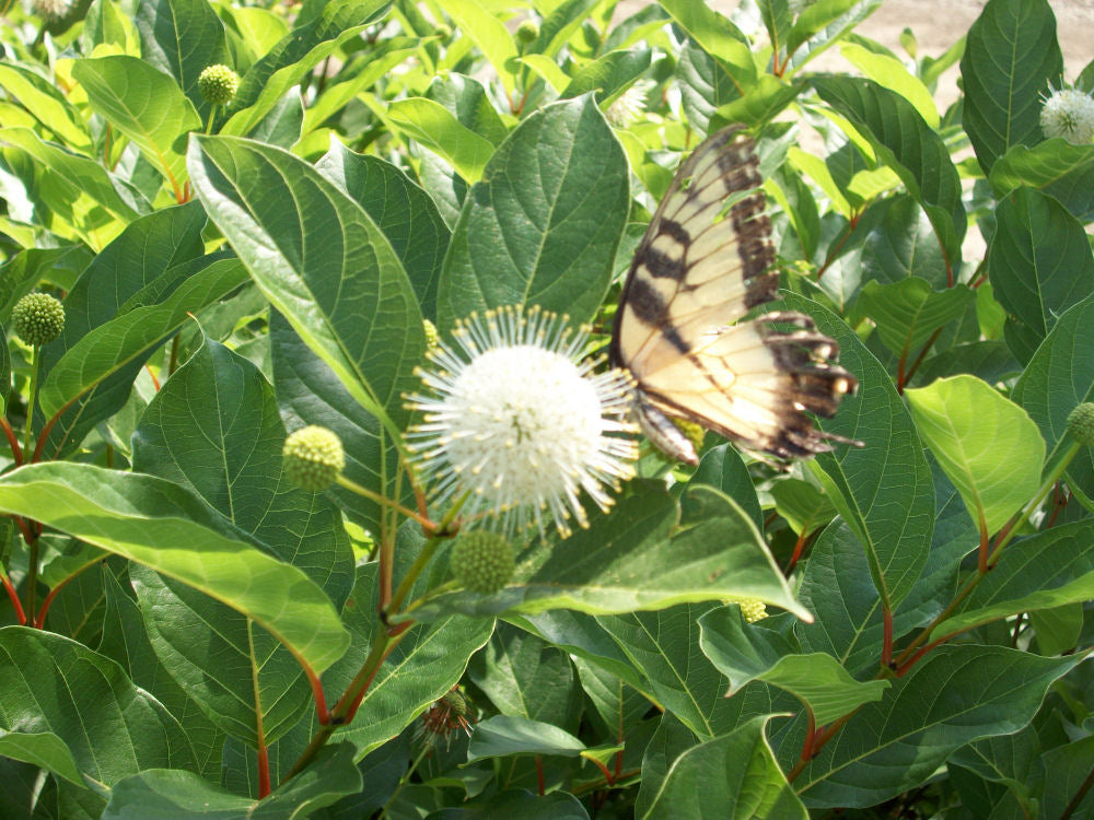 cephalanthus mystical moonlight.jpg