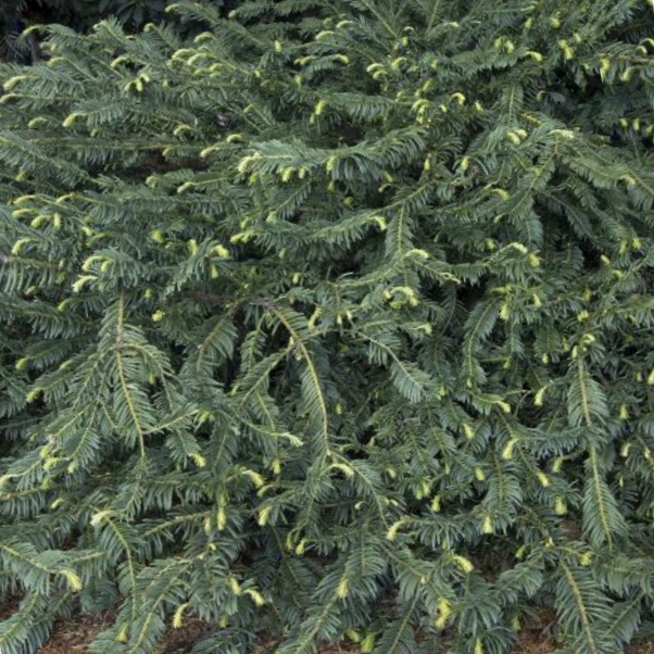 cephalotaxus duke gardens.png