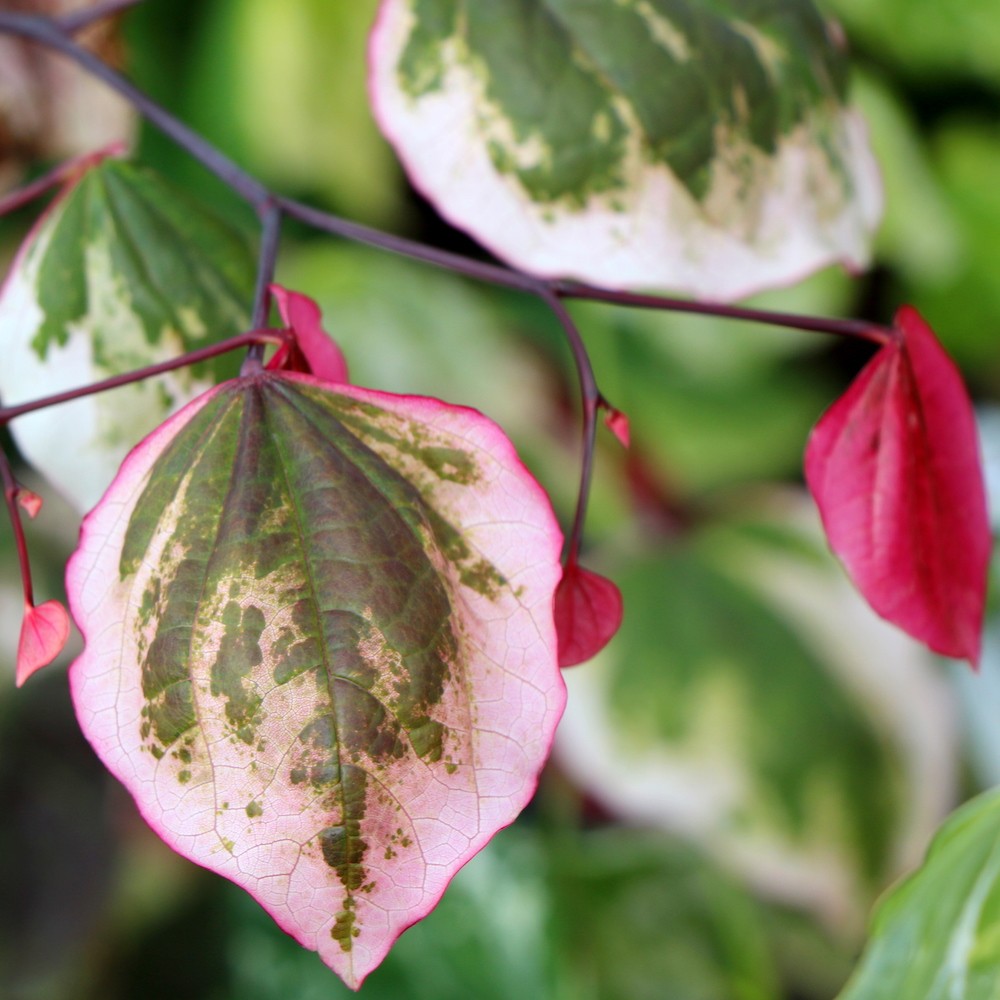 cercis-carolina-sweetheart.jpg