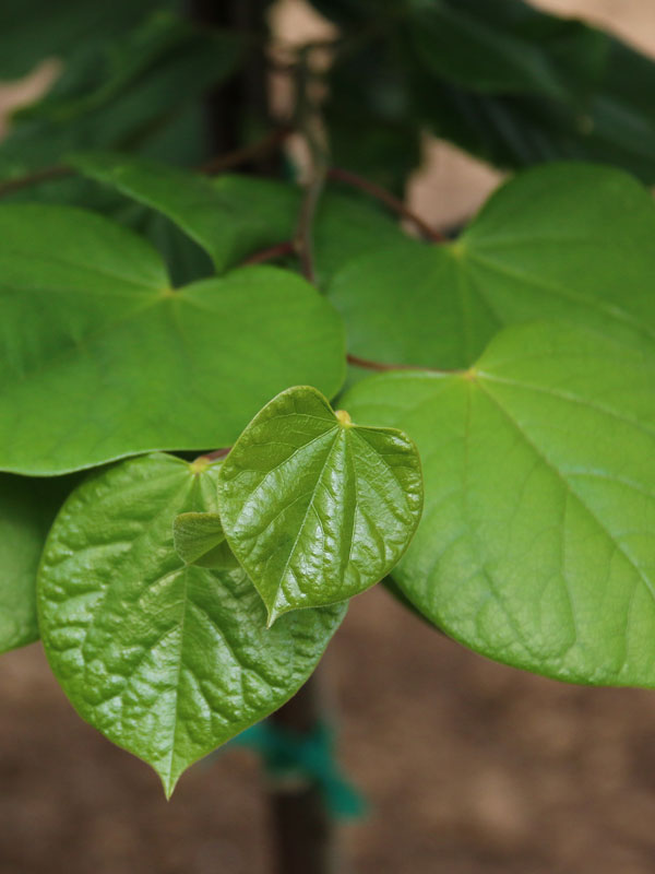 cercis-northernherald-web-03-pinktrim-ccfs.jpg
