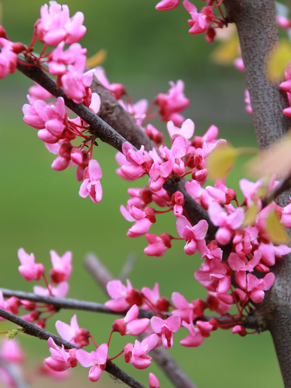 cercis-northernlites-web-01.jpg