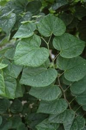 cercis_ace_of_hearts[1].jpg