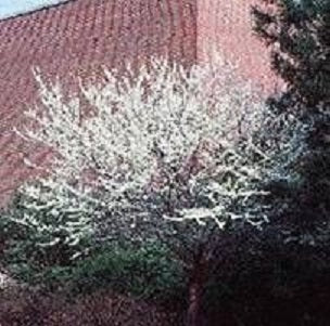 cercis_can_alba[1].jpg
