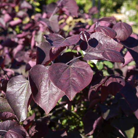 cercis can black pearl.png