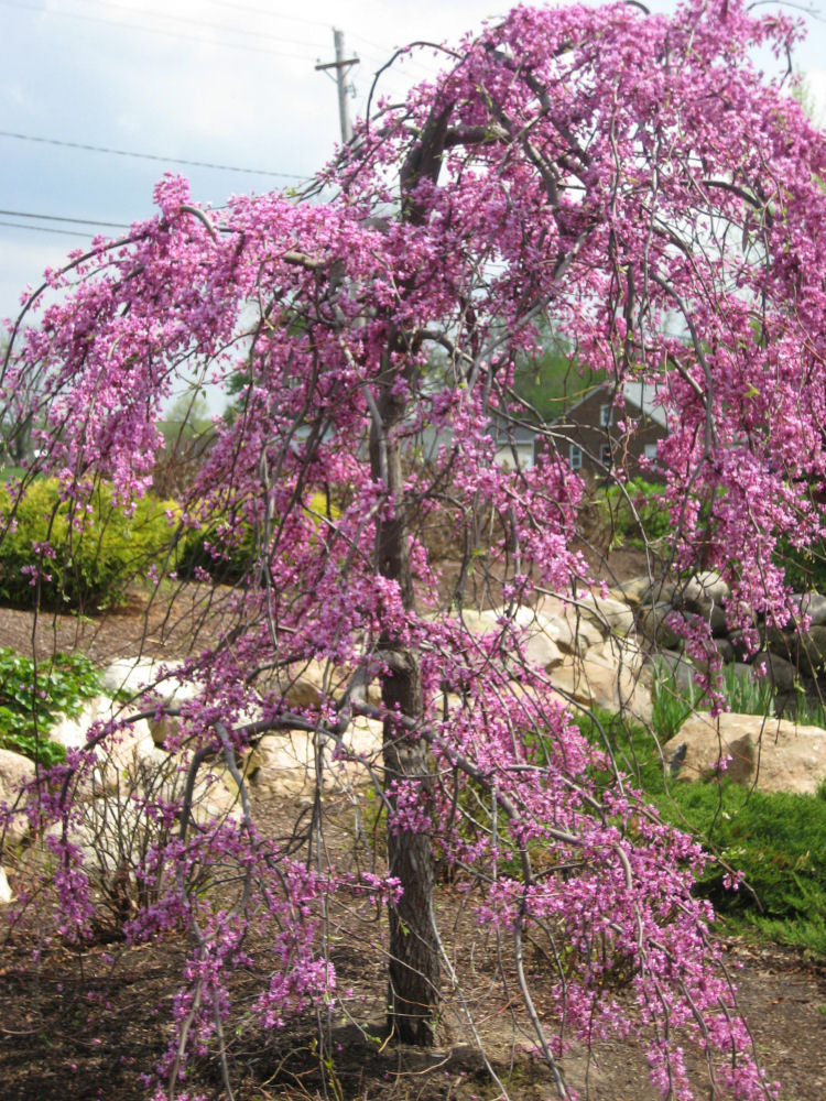 cercis canad. covey.jpg