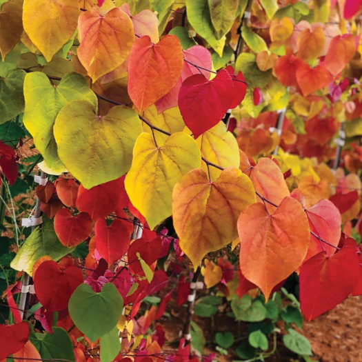 cercis_flame_thrower_.jpg