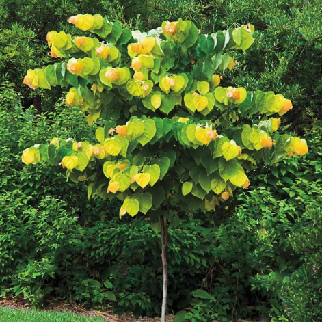 cercis_rising_sun.png