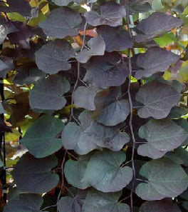 cercis ruby falls.jpg