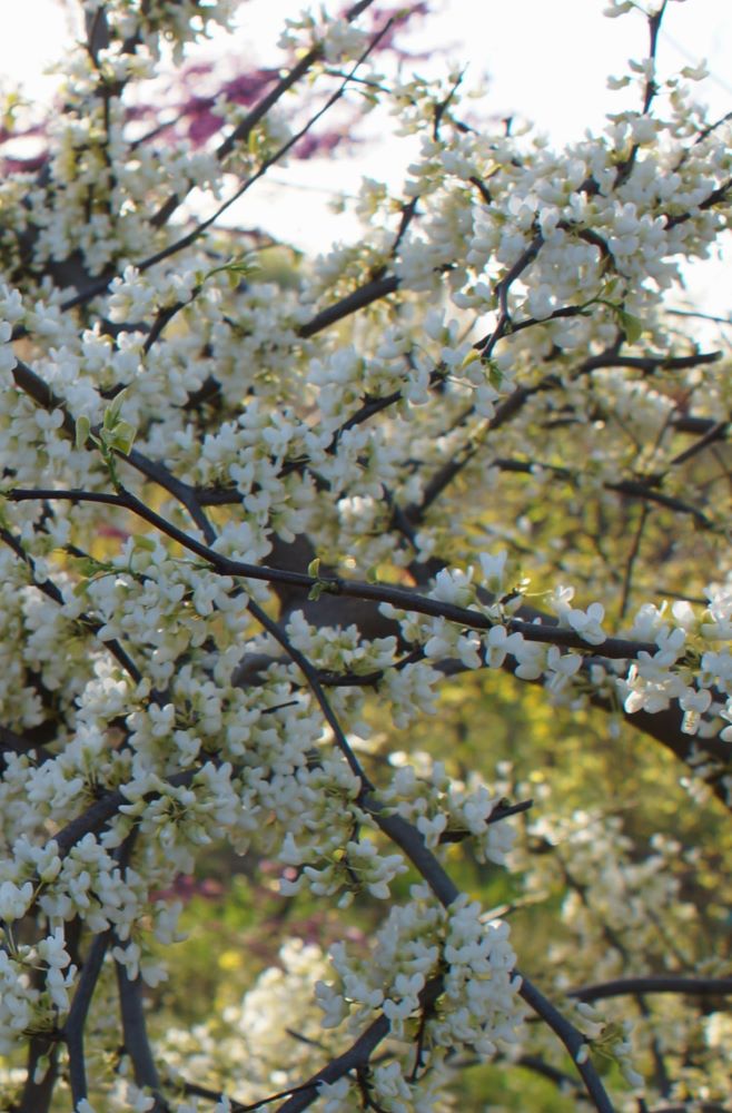 cercis vanilla twist.jpg