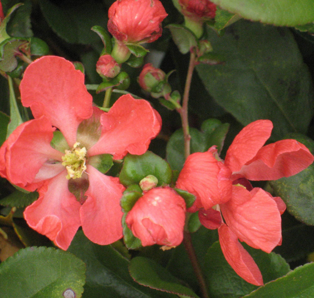 chaenomeles texas scarlet.jpg