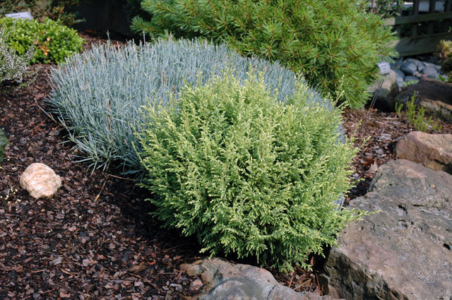 chamaecyparis_pisifera_creamball-cccd.jpg