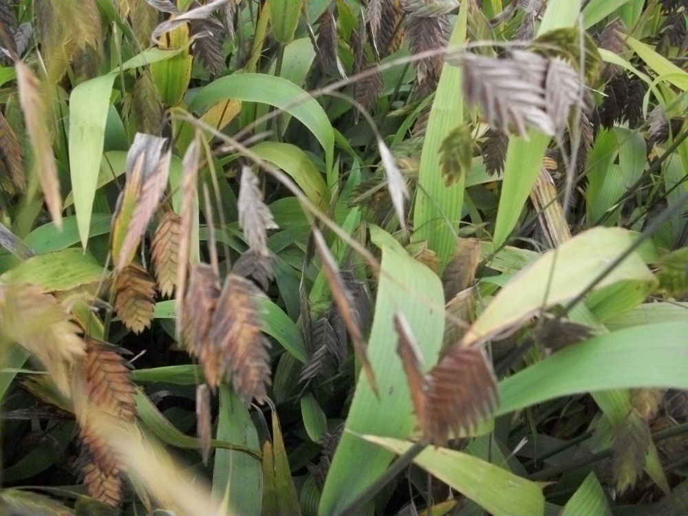 chasmantheum latifolium.jpg