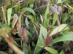 chasmantheum latifolium.jpg