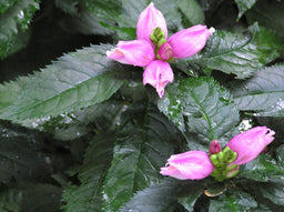 chelone_hot_lips_small.jpg