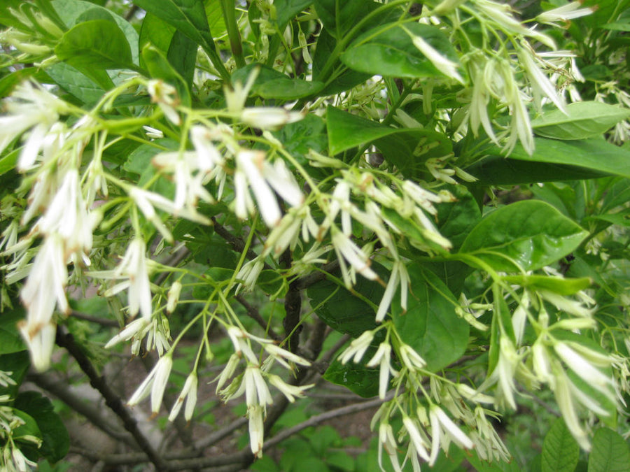 chionathus virginicus flwr.jpg