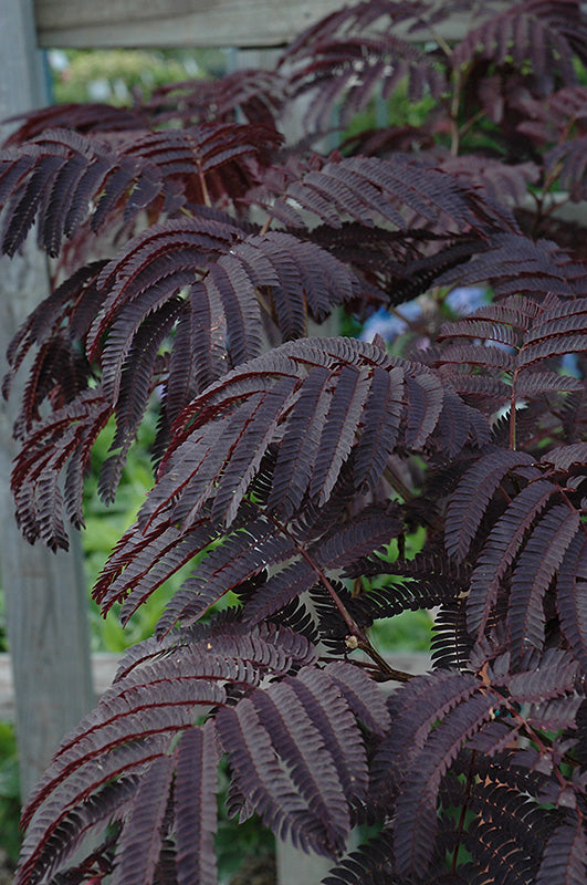chocolate_mimosatree_04272026.jpg