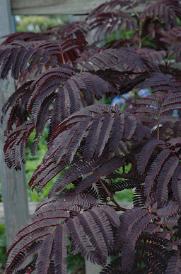 chocolate_mimosatree_04272026.jpg