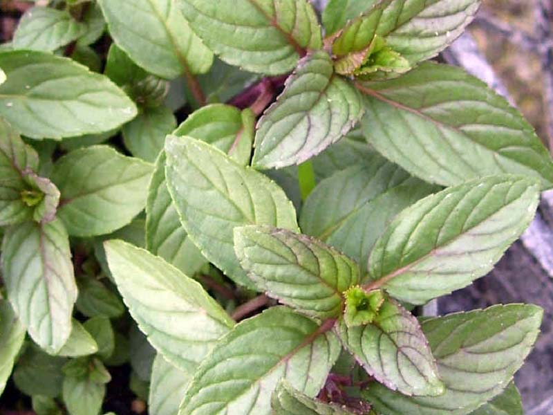 chocolate_mint[1].jpg