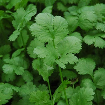 cilantro%20santo[1].jpg