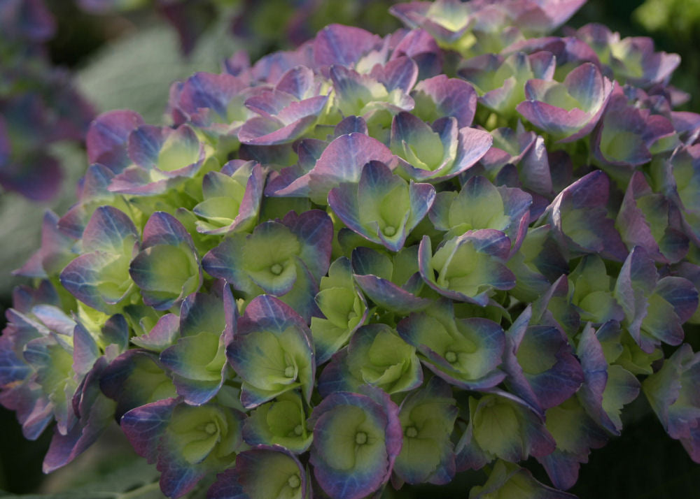 citylineriohydrangeabloom.jpg