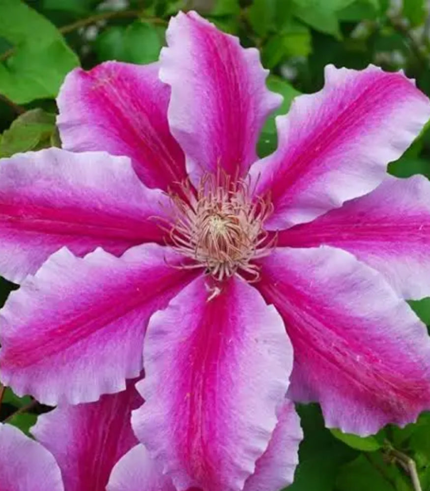 clematis-dr-ruppel-ccww.png
