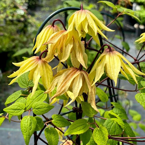 clematis-funyella-1.jpg