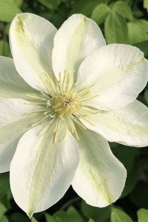 clematis-guernsey-cream-2.jpg