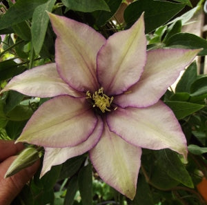 clematis%20samaritan%20jo[2].jpg