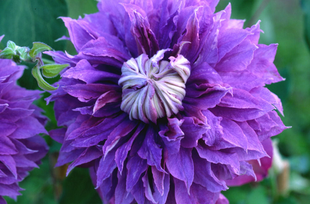 clematis Diamantina.JPG
