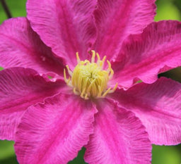 clematis_abilene_.jpg