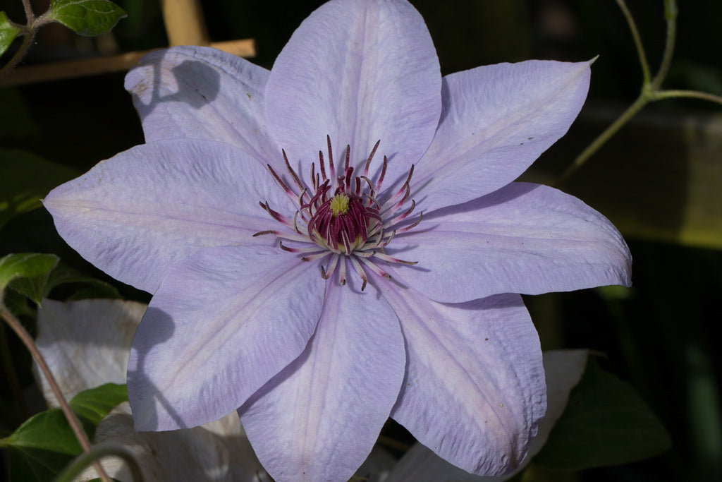 clematis_bernadine[1].jpg
