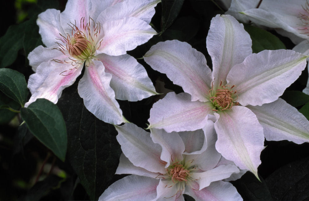 clematis chantilly.jpg