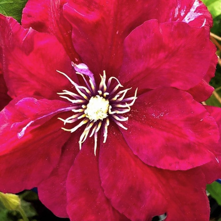 clematis_charmaine-.jpg