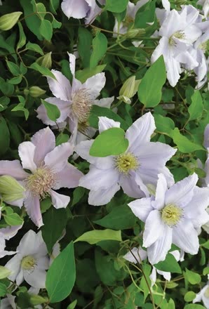 clematis_chelsea[1].jpg
