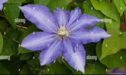 clematis daniel deronda.jpg