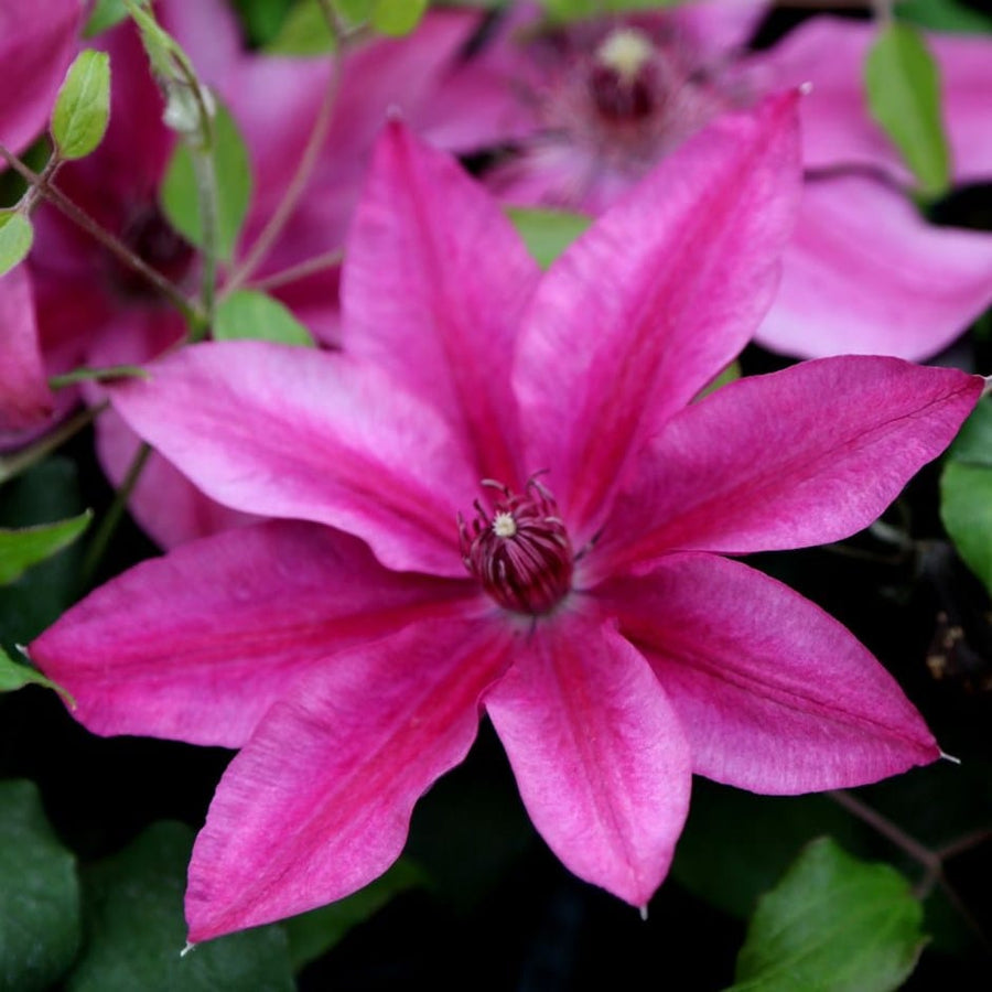 clematis darcy.jpg