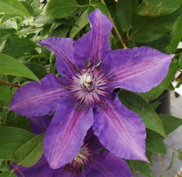 clematis_edda[1].jpg