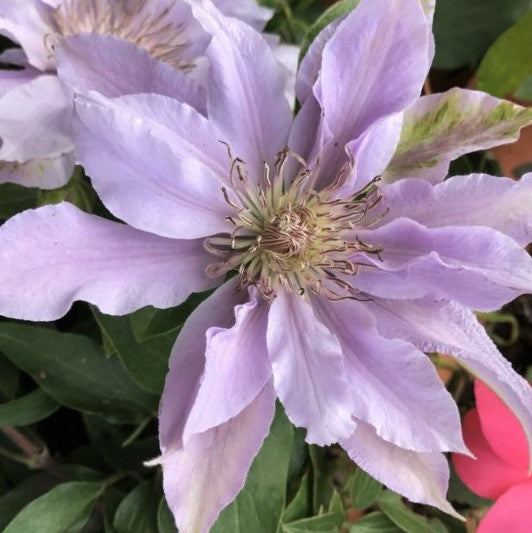 clematis_filigree_.jpg