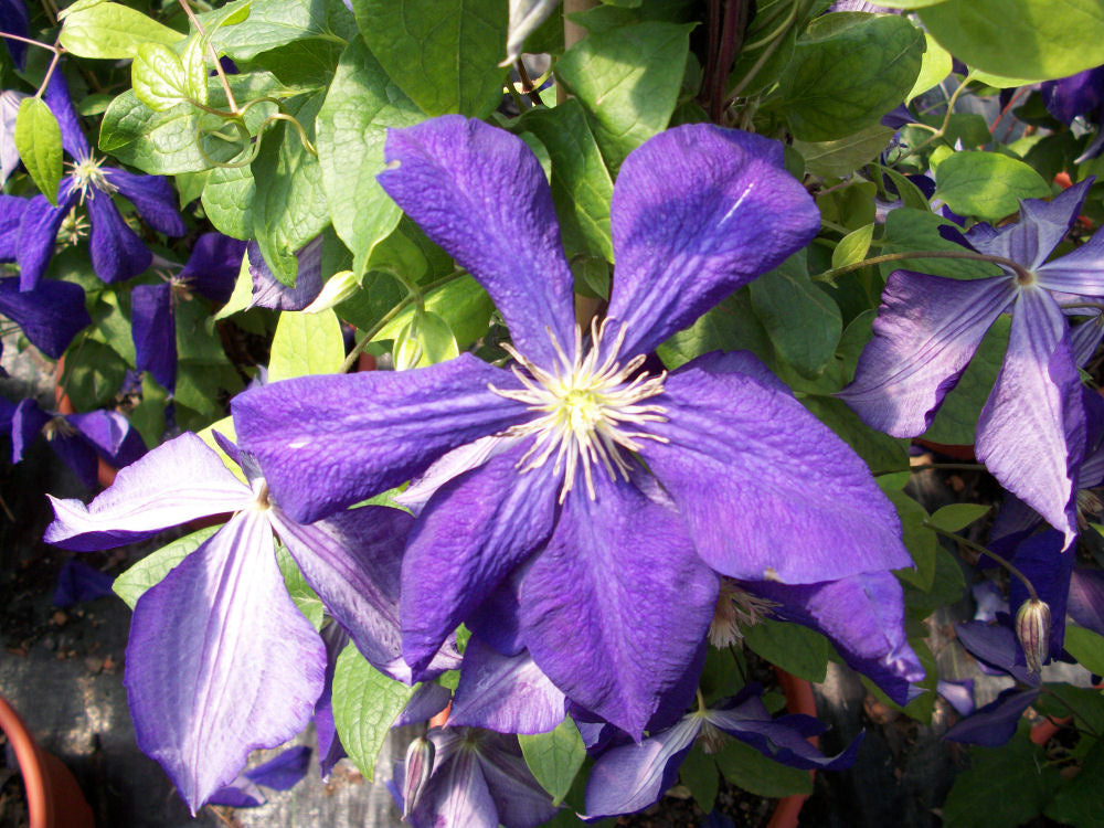 clematis jackmani.jpg