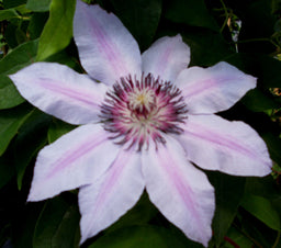 clematis nelly moser.jpg