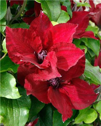 clematis_nubia.jpg