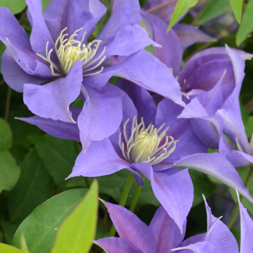 clematis_olympia_.jpg